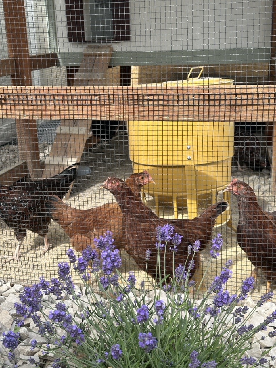 The Best Herbs to Plant Around Your Chicken Coop (And Why I Chose Rosemary and Lavender)